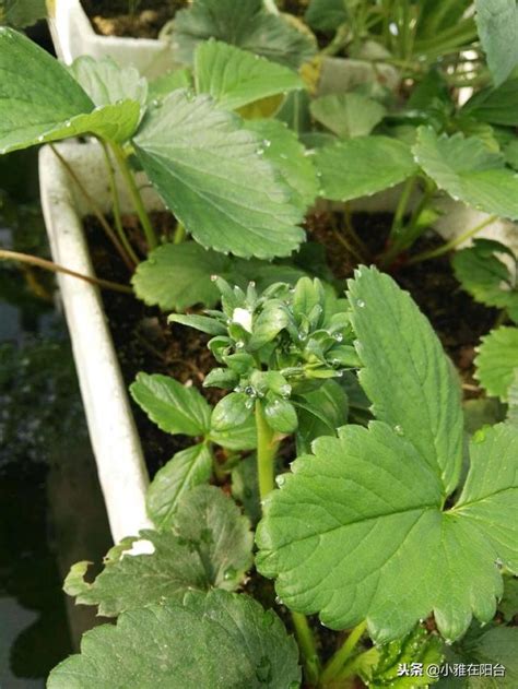 好種的蔬菜水果|陽台就是菜園！5款「常備蔬菜」居家種植撇步，辛香。